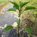 산북농장 이미지