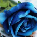 장미종합화장품 이미지
