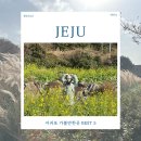 석부작박물관 | 서귀포 가볼만한곳 BEST 5 유채꽃 인생샷부터 실내 액티비티까지 총정리