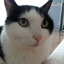 피정현 동물병원 이미지