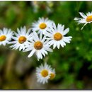 횡성호수와 예쁜 카페 제니앤 콩티 이미지