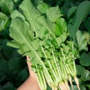 싱싱팜농장 이미지