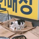 장보는강아지와고양이평택 티스토리