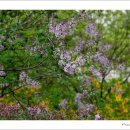 흔들리며 피는 꽃 이미지