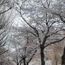 대흥어린이공원 | 서울 경의선 숲길 벚꽃 개화 실시간 후기(3/31)