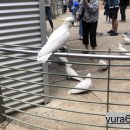 한국코벨코용접 노동조합 | [호주여행 2일차] 호주 일일투어 단데뇽 숲 &amp; 퍼핑빌리 증기기관차 + 필립아일랜드 투어 (오전편)