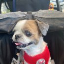 김민성 동물병원 이미지