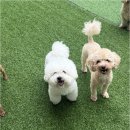 해이당 부산애견호텔 강아지유치원 반려견미용 목욕 교육 훈련 | 실패 없는 부산북구애견유치원 선택 가이드, 댕구르 유치원을 꼼꼼히 알아봐요