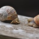 달팽이 이미지