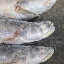 성해수산 | 🐟 내돈내산 수산일기 #37 — 영상 가이석태(뾰족이) 사이즈P(24미) 실중량15kg