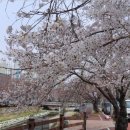 울산 벚꽃 명소 무거천 궁거랑 벚꽃축제로 꽃구경 가자고요~ 이미지