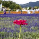 상림화원 이미지