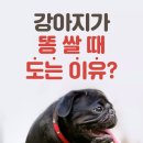 쌀강아지 이미지