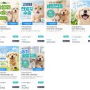 사랑으로동물병원 | 강남 양재 아이힐 동물병원 고양이 전발치 수술 후기