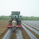 안성잡곡 이미지