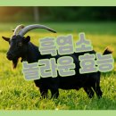 건강식 흑염소 즙 액기스 진액의 놀라운 효능 완벽 분석