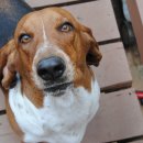 하운드펫 이미지