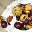 마로니에 이미지