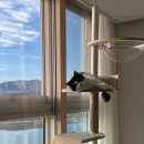 폴CAT | [cat] 오브바이포 고양이 캣폴 추천 실사용 리뷰