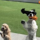 로이스애견풀빌라 이미지