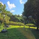 피톤치드 이미지