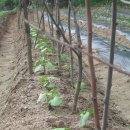 윤미농장 이미지