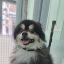 땡큐 펫 살롱 이미지