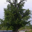 옥대3리 이미지