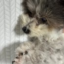 한일세탁 | 한일의료기 냉감패드 오코텍스 세탁 사용후기