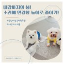 모인유치원 | 내 강아지의 봄 유치원 ‘소리·촉감·유대감’ 가득한 하루!