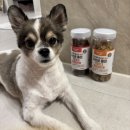 클로버덴탈 | 라피끄 유산균 품은 강아지 덴탈껌 추천