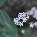 꽃이야 나무야 파주 이미지