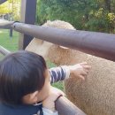 양양늘솔길 | 인천 가볼 만한 곳! 늘솔길 공원 양떼목장 후기!