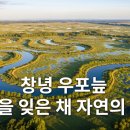 우포의 숲속 | 🦢 창녕 우포늪, 시간을 잊은 채 자연의 숨결을 느끼다 🦢