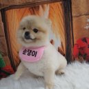 댕댕이의 하루 이미지