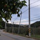 여우목로 이미지