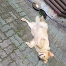 이루마펜션 | 양평 상상글램퍼스&amp;이루마스파펜션 내돈쓴 리얼 후기 <쟈스민>