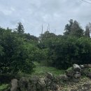 용용민박 이미지