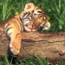 인형의 거리(호랑이 이미지