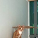 달봉냥의 꿈 이미지