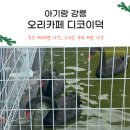강릉 아이랑 카페 디코이덕 오리 부화기,흑조 먹이체험