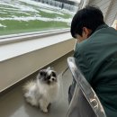 레인바우 | ( 시흥 ) 시흥 인조잔디 애견카페 레인바우 후기