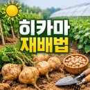 밤두둑농장 | 히카마 재배법 파종시기 뜻까지 정리