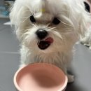 그랜마펫푸드 이미지