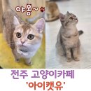 아이캣유 이미지