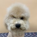 비마인 독 이미지