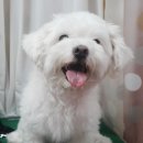 코이독(눈 내리는 강아지마을) 이미지