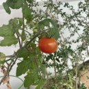 무진팜오일 주식회사 | 실내 식물 키울 때 필수인 해충기피제 식물영양제_핸드팜 해충제로