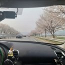 양자에너지체험방 | 화개장터 벚꽃을 보러 간다면(#화개장터 주차장, 궁도장)