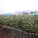 표선면-1 이미지